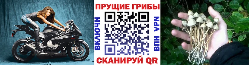 купить закладку  Стрежевой  Псилоцибиновые грибы Cubensis 